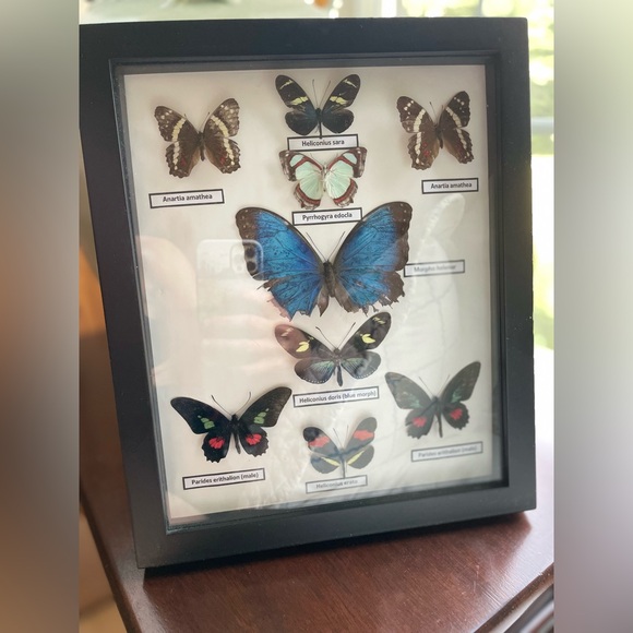 Framed Butterfly Collection Display